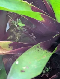 Poison Dart Frog